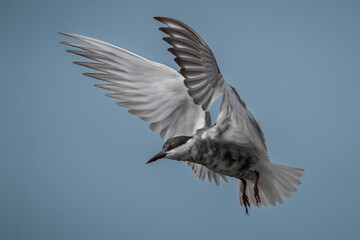 Whiskered ter flying