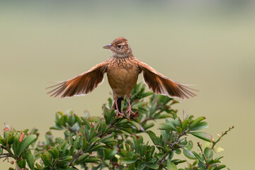 Crested Lark Spreading Wings on Bush