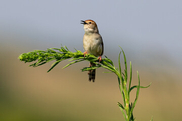 Zitting Cisticola on Green Stem