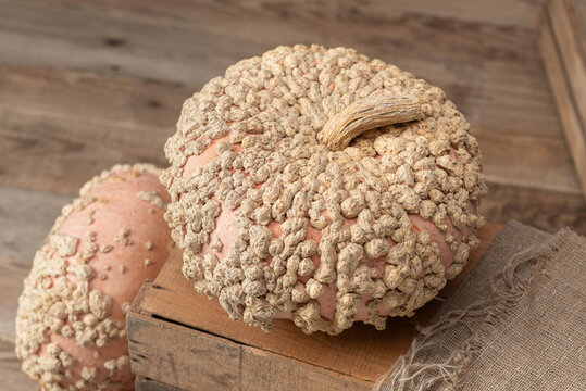 Galeux D&rsquo;Eysines Pumpkin on Rustic Wooden Crate