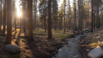 Fototapeta premium Sunlight streams through a tranquil forest.
