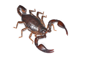 Closeup of the “German scorpion” Alpiscorpius germanus, a small Alpine scorpion species from Austria, Italy and Switzerland photographed on white background. 