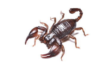 Closeup of the “German scorpion” Alpiscorpius germanus, a small Alpine scorpion species from Austria, Italy and Switzerland photographed on white background. 