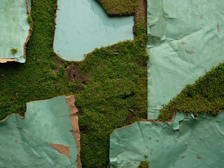 Abstract green moss growing on torn teal paper textured background nature