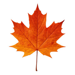 Obraz premium utumn Maple Leaf with Vibrant Orange and Red Colors Isolated on White Png