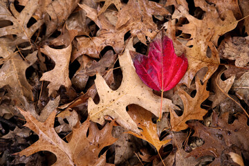 Red Leaf Among Brown Autumn Leaves
