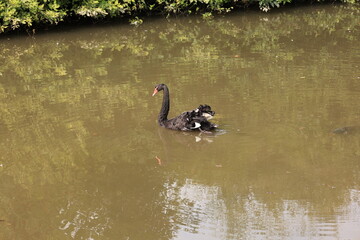 Schwarzer Schwan auf dem Mühlenteich im Zentrum von Langenholthausen, einem Ortsteil der Stadt Balve im Sauerland