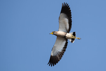 Yellow-Wattled Lapwing in Flight