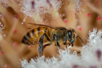 Honeybee Collecting Nectar