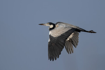 Black-headed Heron in Flight