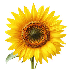 Fototapeta premium A large yellow sunflower with a brown center