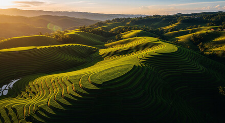 Aerial View of Rice Terraces at Golden Hour