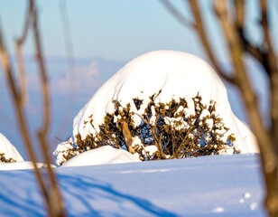 Snowy winter shrubbery with distant mountains