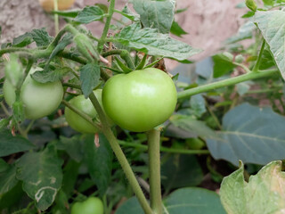 Tomato plantation in kitchen garden, vegetable farming, raw tomatoes photography 