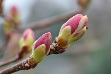 Close up of spring buds on branch with soft pink and green colors
