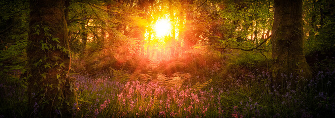 Bluebell wood panorama at sundown cornwall uk 