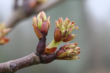 Fresh spring buds emerging on a branch in natural light