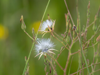 A plant turns to white and goes to seed on a summer day