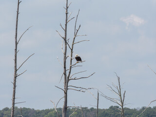 An eagle perched on a branch of a dead tree