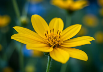 Close-up of a bright yellow flower with detailed petals and stamens