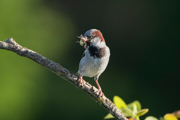 Male house sparrow - Passer domesticus perched at dark green background. In its beak, it holds a large, tightly-packed bundle of insects. Photo from Dobruja in Bulgaria