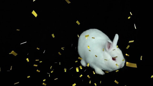 Animation of confetti falling over rabbit on black background