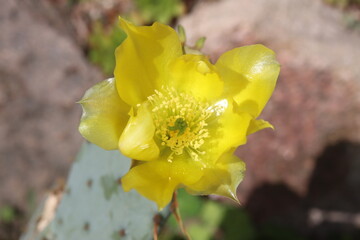 kaktus opuncja Opuntia cv. Große von Aldingen © Perovskia