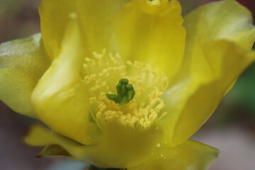 kaktus opuncja Opuntia cv. Große von Aldingen © Perovskia