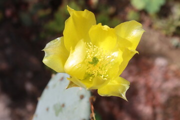 kaktus opuncja Opuntia cv. Große von Aldingen © Perovskia