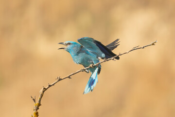 European roller - Coracias garrulus landing on perch  with wings fully spread, captured against a soft, blurred natural background. Photo from Dobrudja in Bulgaria.	