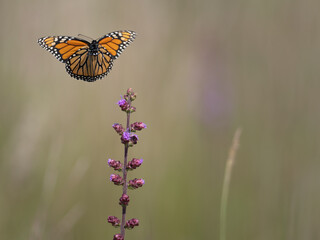 Monarch butterfly feeds on blooming blazing star plants