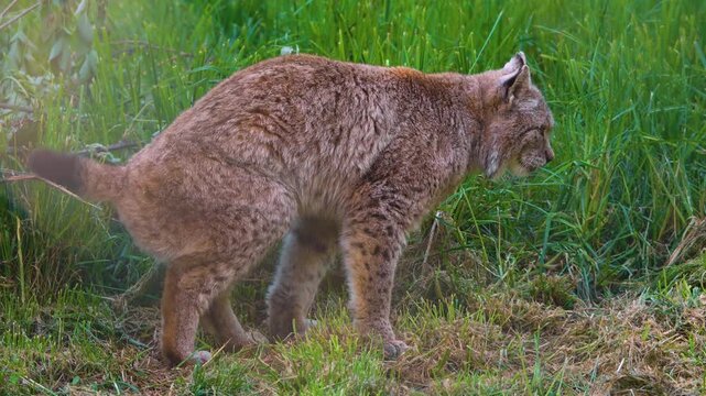 Close up of lynx cat taking a poop on a meadow on a sunny spring day