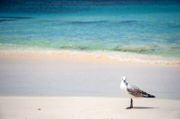 Seagull walking on the sandy beach with turquoise ocean in the background