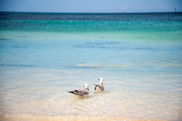 Two seagulls floating peacefully in the clear turquoise waters, symbolizing freedom, serenity and the beauty of coastal life