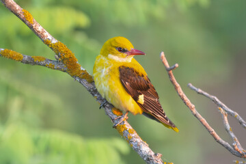 Eurasian golden oriole, common golden oriole - Oriolus oriolus perched gracefully on a tree branch against a dark blurred background. Photo from Dobrudja in Bulgaria.