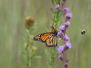 Monarch butterfly feeds on blooming blazing star plants