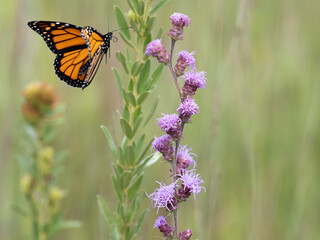 Monarch butterfly feeds on blooming blazing star plants