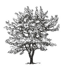 Deciduous tree silhouette single, vector outline hand drawn illustration isolated on white background