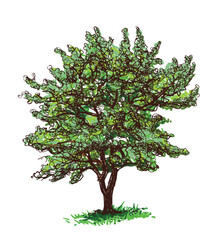 Deciduous tree silhouette single, green foliage,vector hand drawn illustration isolated on white background