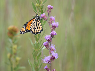 Monarch butterfly feeds on blooming blazing star plants