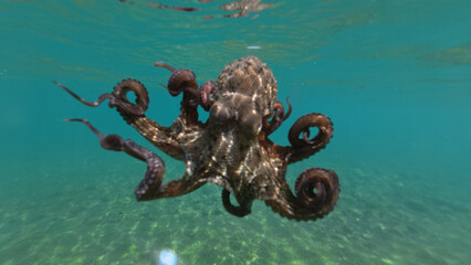 Underwater closeup photo of octopus swimming in tropical exotic bay with turquoise crystal clear sea © aerial-drone