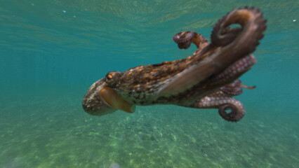 Underwater closeup photo of octopus swimming in tropical exotic bay with turquoise crystal clear sea