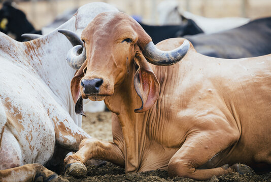 Brown Gyr (gir) Cow  laying on the ground at a dairy farm in Alexania Goias Brazil 