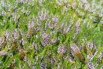 Erica vagans, the Cornish heath or wandering heath.A flowering plant with small pink flowers