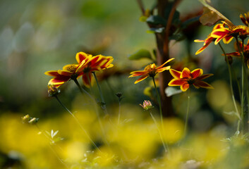 Close up of some red-yellow daisies in the summer