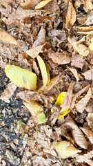 Dry autumn leaves on the ground with yellow and brown natural texture in park or garden, seasonal fall foliage creating organic background, closeup view of forest floor nature. High quality photo