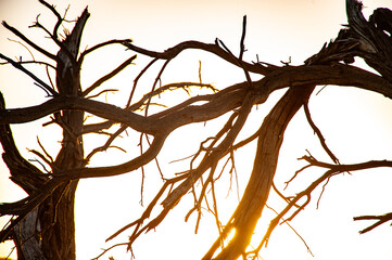 Silhouette of bare tree branches against a glowing sunset sky, symbolizing nature’s beauty and...