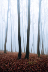 Misty Atmosphere in the Forest