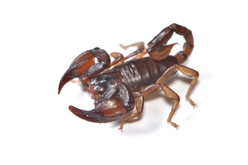 Closeup of a male of the “German scorpion” Alpiscorpius germanus, a small Alpine scorpion species from Austria, Italy and Switzerland photographed on white background. 