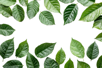 Green leaves frame isolated on white creates space for design or text with a transparent background